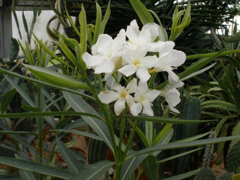 Trúc đào hoa trắng