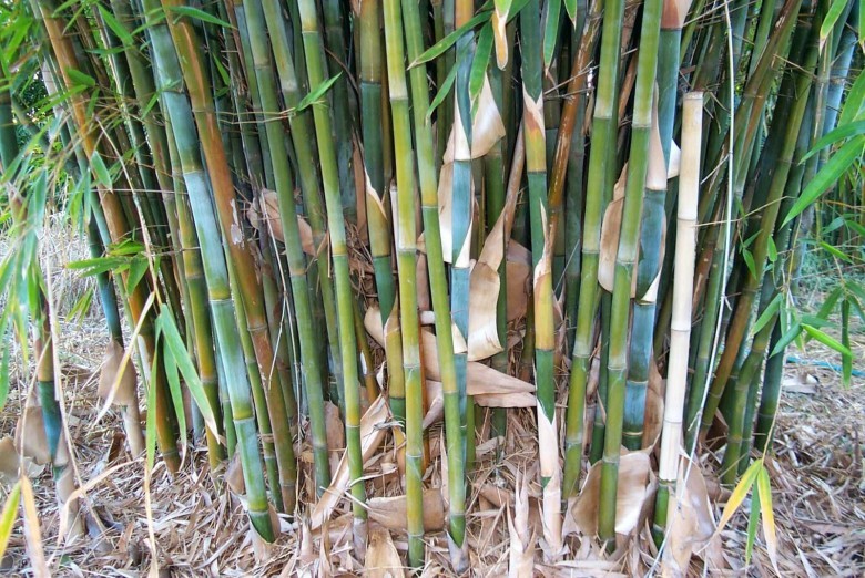 Xem thêm hình ảnh