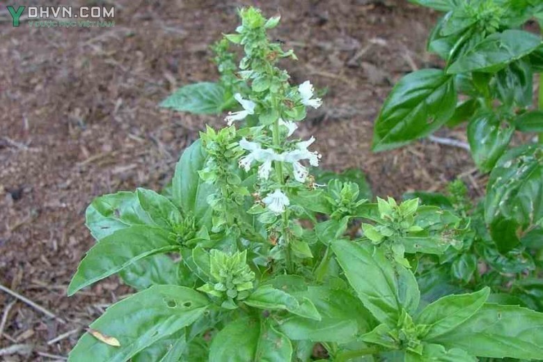 Cây Trà tiên, Hương thảo - Ocimum basilicum L., var. pilosum (Willd.) Benth, thuộc họ Hoa môi - Lamiaceae.