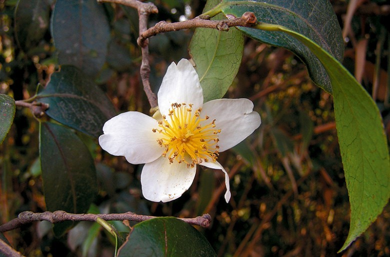 Xem thêm Hình ảnh hoa cây Trà nhuỵ ngắn - Camellia kissii