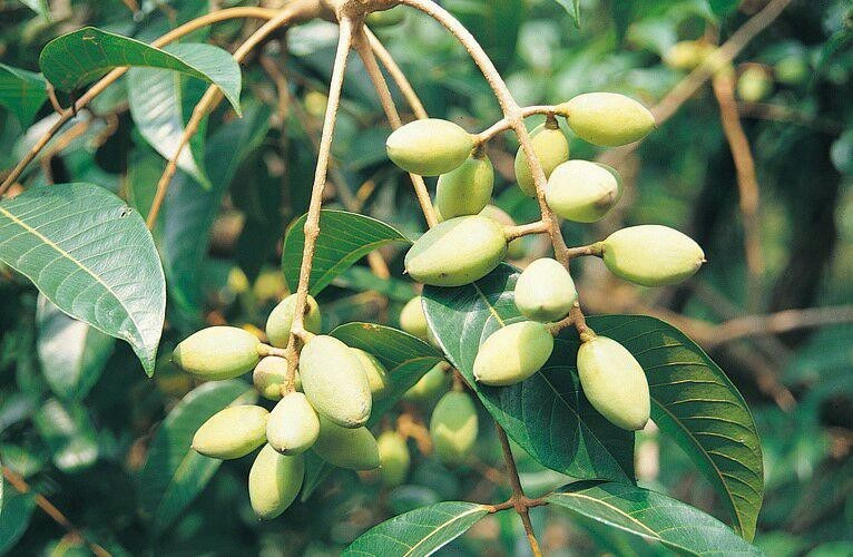 Xem thêm hình ảnh chùm quả Trám trắng