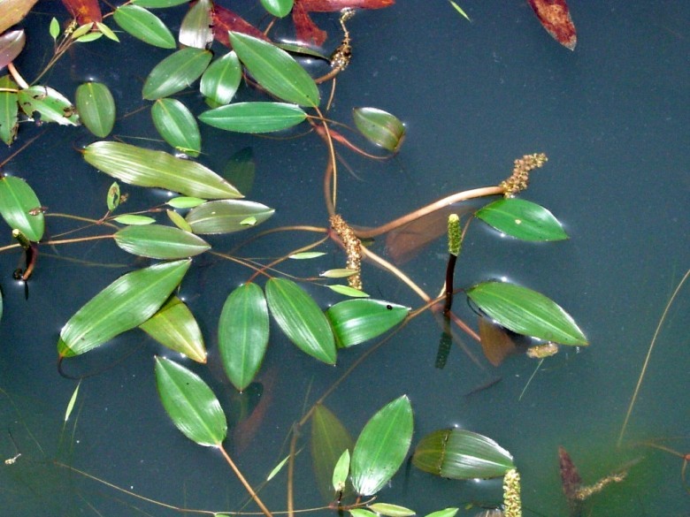 Xem thêm hình về cây