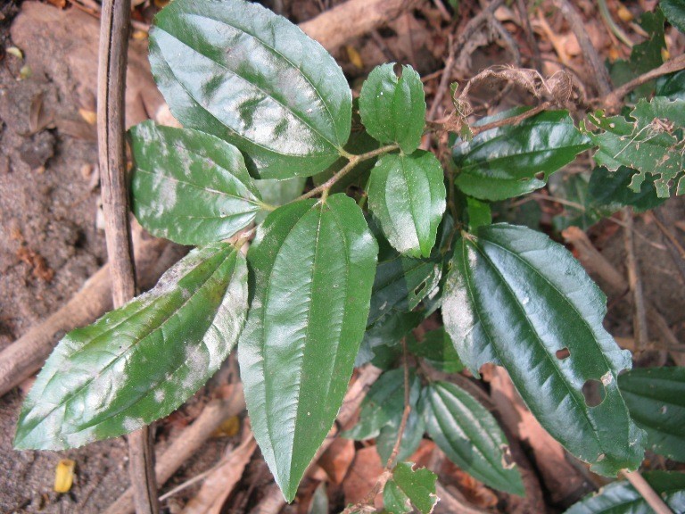 Xem thêm hình ảnh cây 