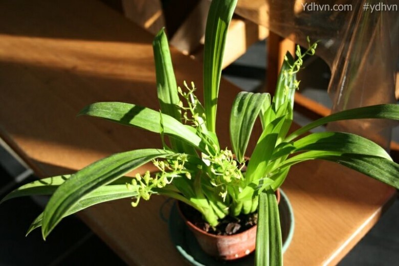 Tỏi tai dê hoa vàng lục, Lan tai dê xanh - Liparis chloroxantha Hance., thuộc họ Lan - Orchidaceae
