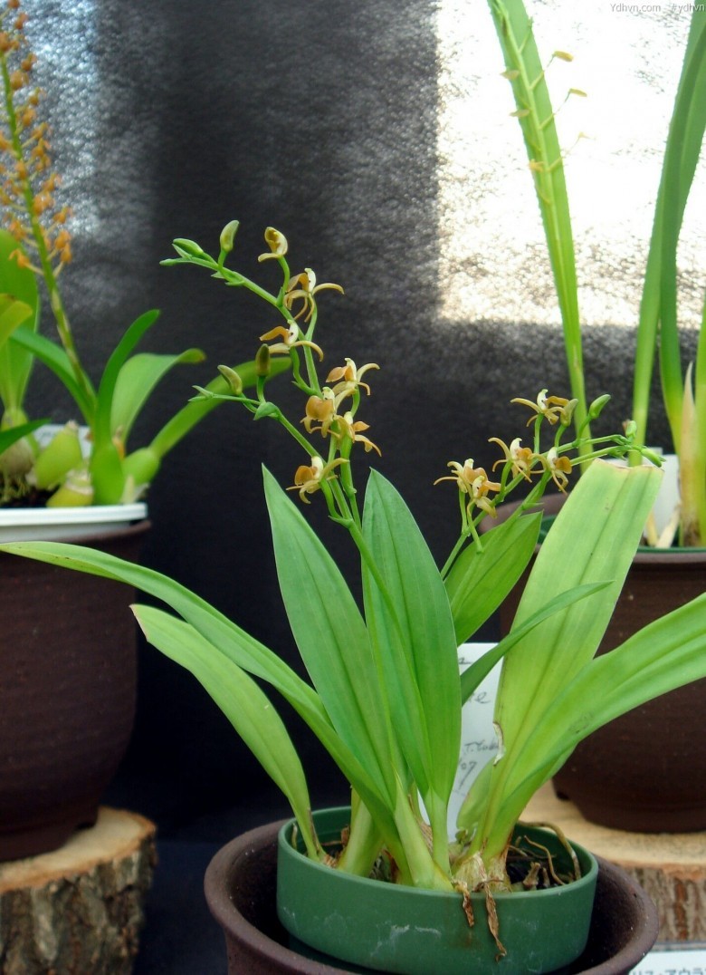Tỏi tai dê hoa lớn, Nhẵn diệp cách - Liparis distans C. B. Clarke, thuộc họ Lan - Orchidaceae.