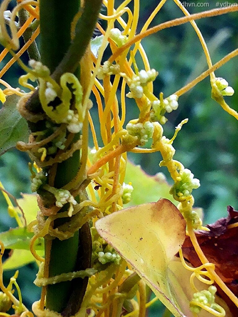 Tơ hồng nam - Cuscuta australis R. Br., thuộc họ Tơ hồng - Cuscutaceae.
