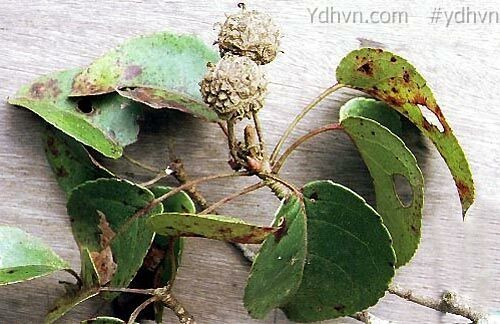 Tô hạp cao, Tô hạp lá tim - Altingia excelsa Noronha, thuộc họ Sau sau - Altingiaceae.