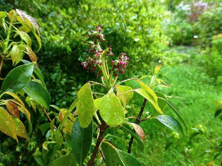 Tô hạp Bình khang - Altingia gracilipes Hemsl., thuộc họ Sau sau - Altingiaceae.