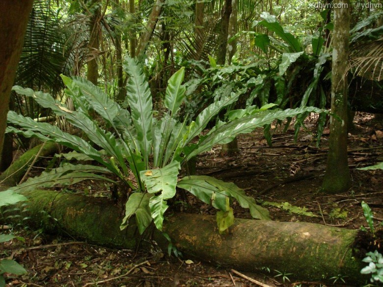 Tổ điểu, Tổ chim - Asplenium nidus L. (Neottopteris nidus (L.) J. Sm), thuộc họ Tổ điểu - Aspleniaceae.