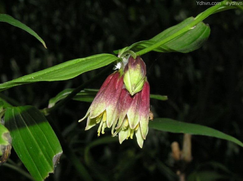 Tóc tiên rừng, Trúc Diệp sâm, Vạn thọ trúc - Disporum cantoniense (Lour.) Merr., thuộc họ Hoàng tinh - Convallariaceae.