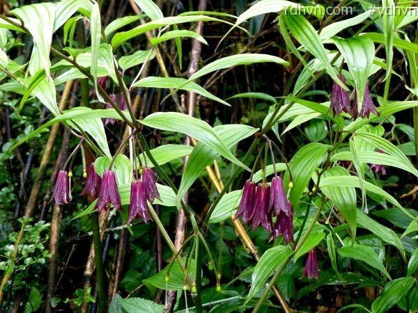 Hình ảnh tham khảo thêm