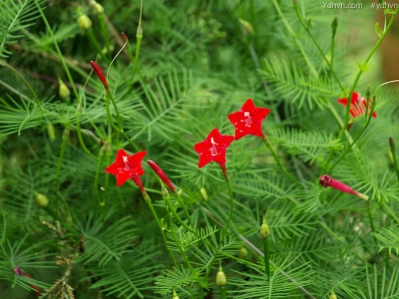 Tóc tiên dây, Dương leo - Quamoclit pennata (Lam.) Bojer (Ipoimoea quamoclit L.,), thuộc họ Khoai lang - Convolvulaceae.