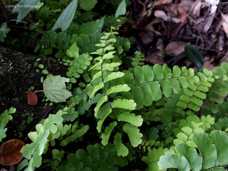Tóc thần Philippin, Ráng nguyệt xỉ Philippin. Ðuôi chồn lệch - Adiantum philippense., thuộc họ Tóc thần - Adiantaceae.