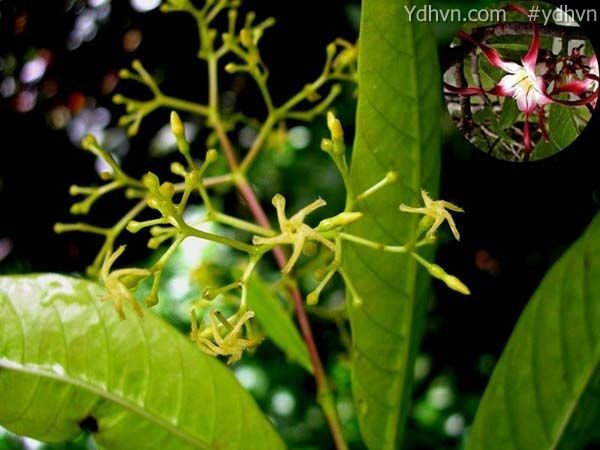 Tốc thằng cáng - Anodendron manubrium Merr. (A. paniculatum A. DC.), thuộc họ Trúc đào - Apocynaceae.