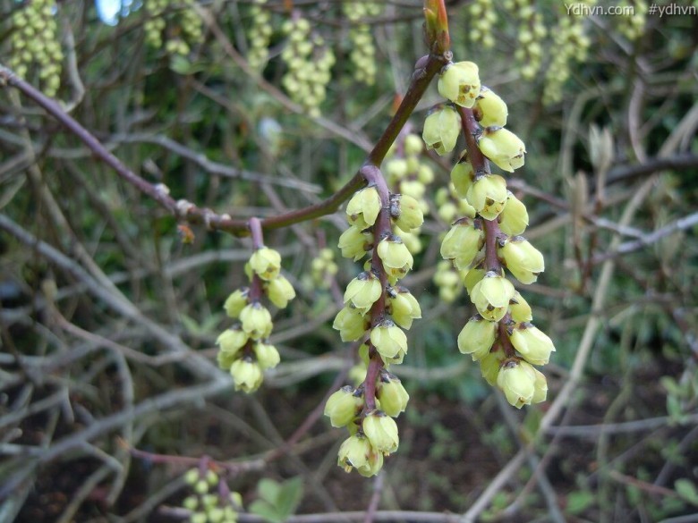 Hình ảnh cây Tinh tiết - Stachyurus chinensis