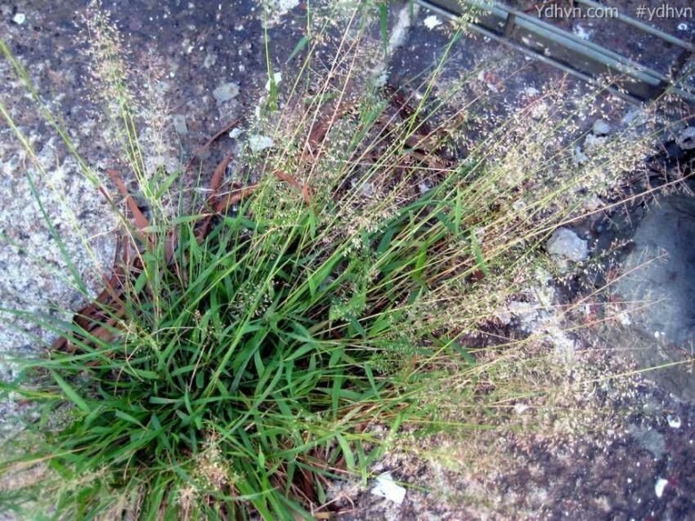 Hình ảnh cây Tinh thảo Nhật, Loạn thảo - Eragrostis japonica