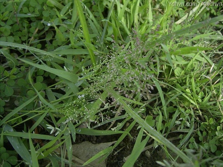 Xem thêm thông tin và hình ảnh cây 