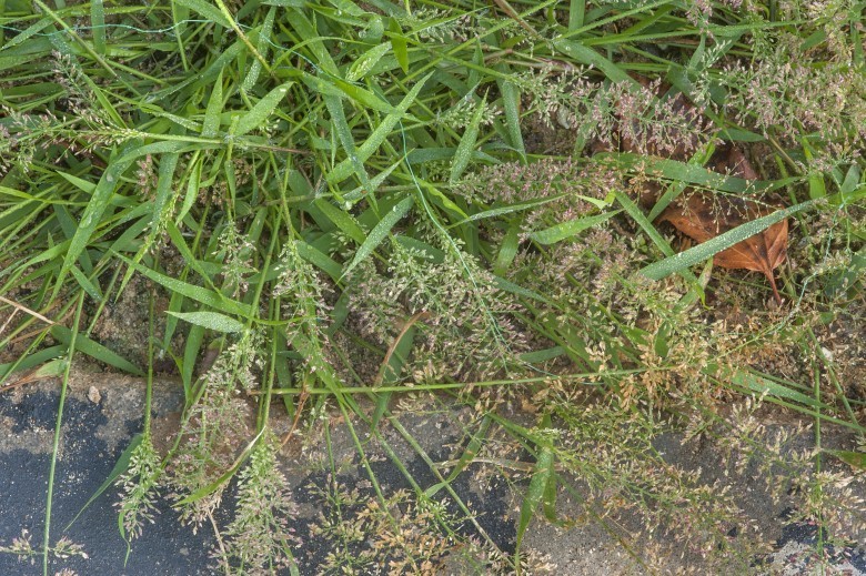 Hình ảnh cây Tinh thảo lông, Cỏ bông bụi - Eragrostis pilosa 