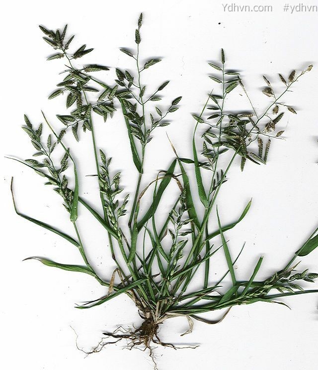 Tinh thảo bông đen, Cỏ bông đen - Eragrostis nigra Nees ex Stend., thuộc họ Lúa - Poaceae.