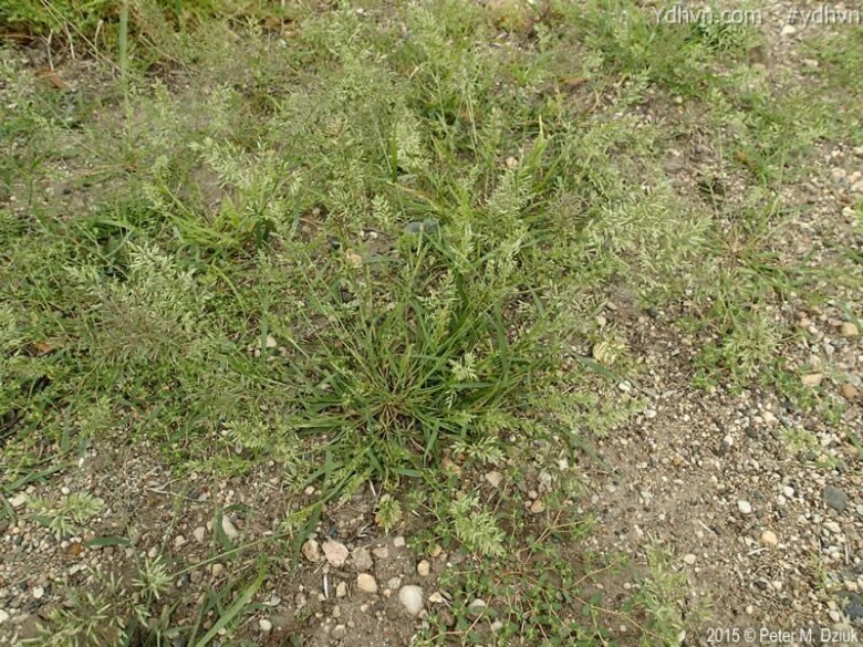 Hình ảnh cây Tinh thảo, Cỏ bông lớn - Eragrostis cilianensis