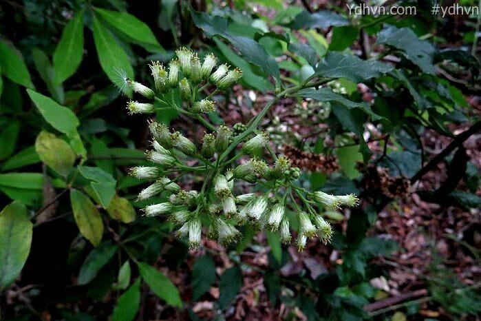 Hình ảnh cây Tiểu thiệt, Vi thiệt - Microglossa pyrifolia