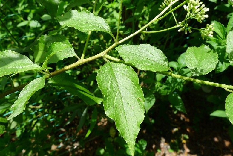 Thông tin và hình ảnh tham khảo thêm
