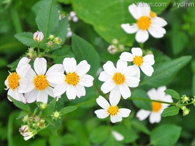 Đơn buốt hay còn gọi đơn kim, quỷ châm, song nha lông, xuyến chi có tên khoa học: Bidens pilosa
