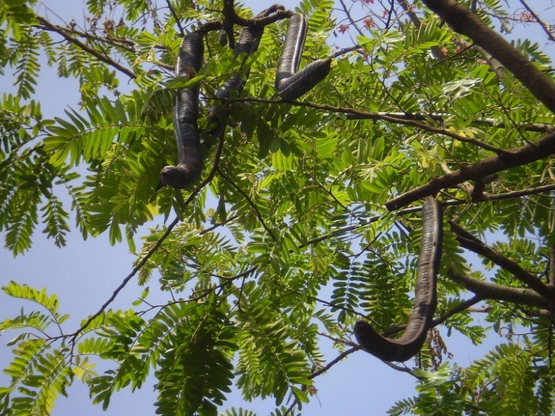 Hình ảnh cây và quả Ô môi