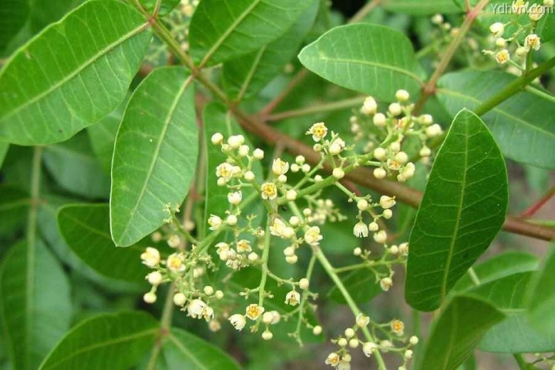 Thông tin và hình ảnh tham khảo thêm