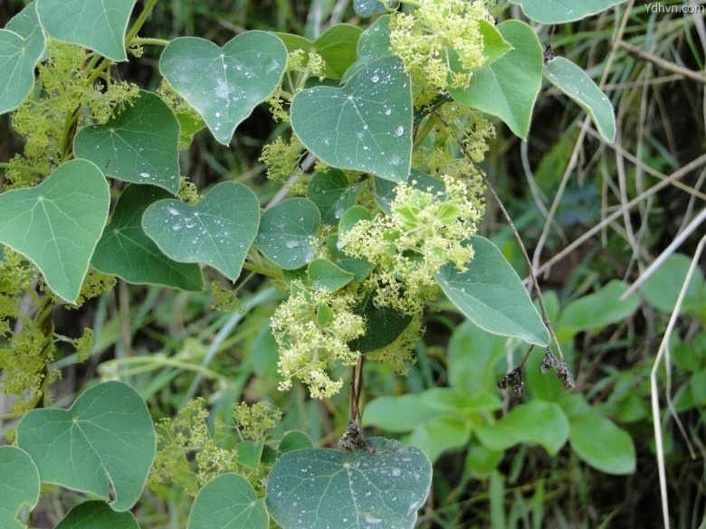 Hình ảnh cây Tiết dê lông, Hồ đằng lông, Mối tròn, Cây mối nắm - Cissampelos pareira