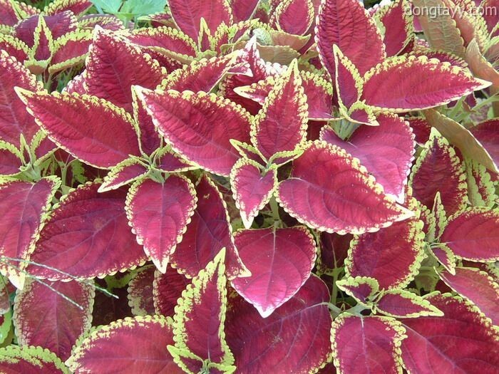 Hình ảnh cây Tía tô tây có tên khoa học là  Plectranthus scutellarioides