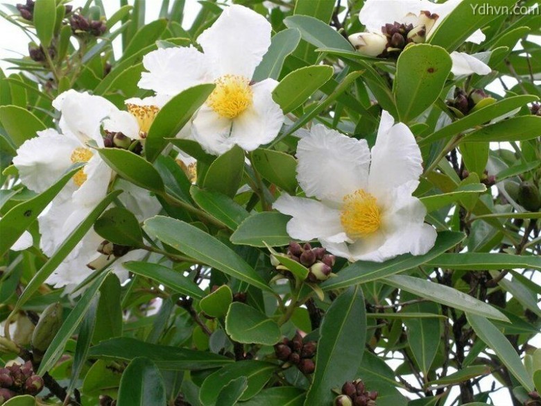 Thông tin và hình ảnh tham khảo thêm