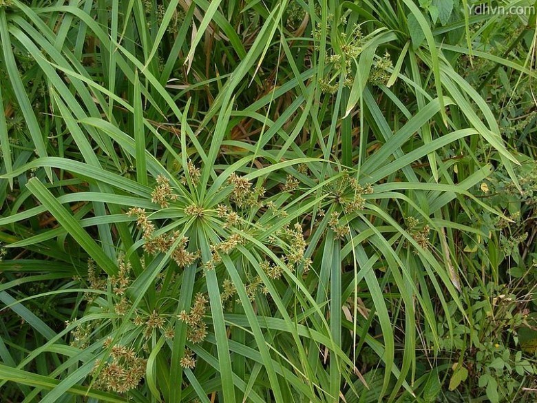 Hình ảnh cây Thủy trúc