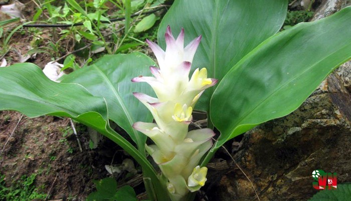 Nghệ khô hạn - Curcuma arida Škorničk. & N.S.Lý