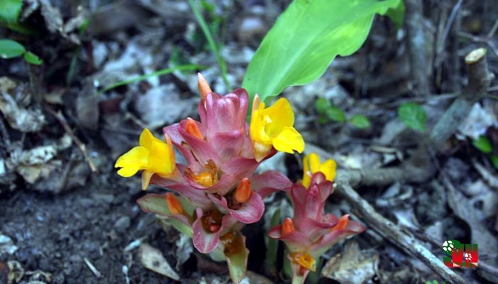 Nghệ sa huỳnh Curcuma sahuynhensis Škorničk. & N.S.Lý