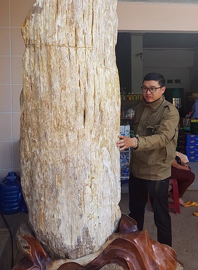 Gỗ hóa thạch
