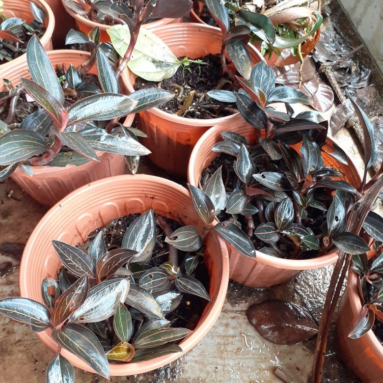 Dưới đây xin giới thiệu những phương thuốc chữa trị bệnh từ cây lan gấm (kim tuyến liên) để bạn đọc tham khảo.