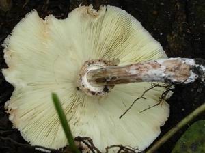 Nấm ô tán trắng phiến xanh (Chlorophyllum molybdites)