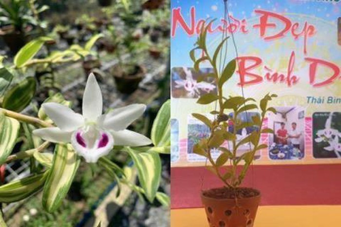 Ngăn chặn thổi giá lan var thế nào?