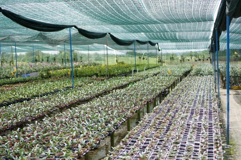 Để cho Chương trình phát triển hoa lan triển khai có hiệu quả, trước hết cần tập trung một số giải pháp sau đây: