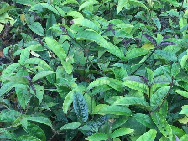 Sản phẩm chống loãng xương từ dược liệu quý của Việt Nam