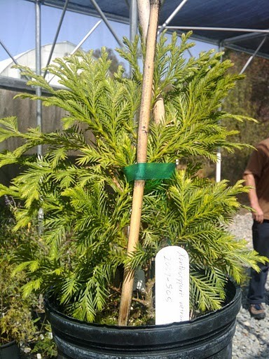 Bách vàng - Cupressus vietnamensis