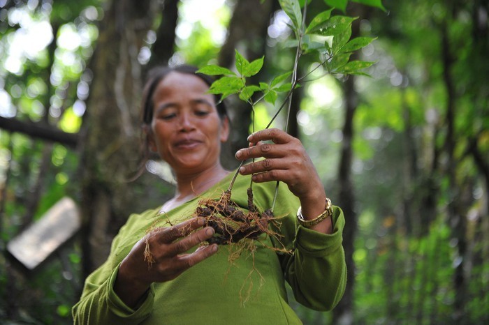 Củ Sâm Ngọc Linh Việt Nam