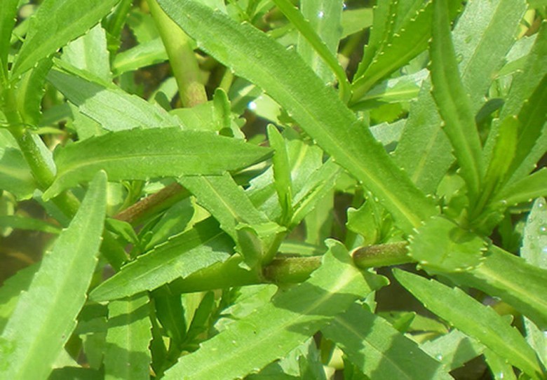 Rau ngổ, Ngổ trâu, Ngổ đất, Ngổ dạiTên khoa học Enydra fluctuans Lour.Thuộc họ Cúc - Asteraceae.