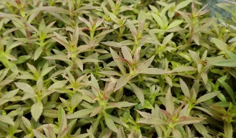 Rau om, Ngò om hay Ngổ hương  Tên khoa học Limnophila aromatica (Lam) Merr  tên đồng nghĩa: Ambulia aromatica Lam  Thuộc họ Hoa mõm sói - Scrophulariaceae.  (loài thường được dùng làm gia vị)