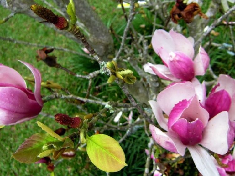 Tân di là búp hoa của cây tân di, có tên khoa học là Magnolialiliflora Desr.