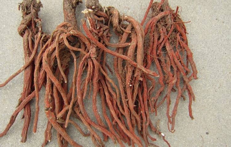 Cây đan sâm có tên khoa học là Salvia miltiorrhiza Bunge. "đan" là đỏ, vì rễ cây này trông giống sâm mà lại có màu đỏ nên gọi là đan sâm