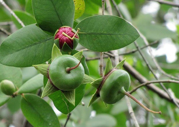 Trái bần là quả gì?