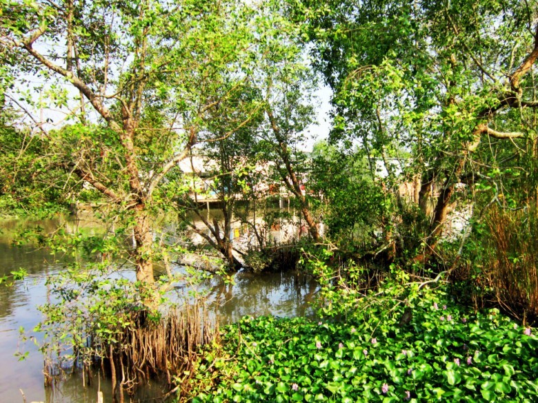 Cây bần mọc ở đâu?