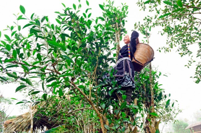 Niềm tự hào của nông nghiệp xứ Tuyên
